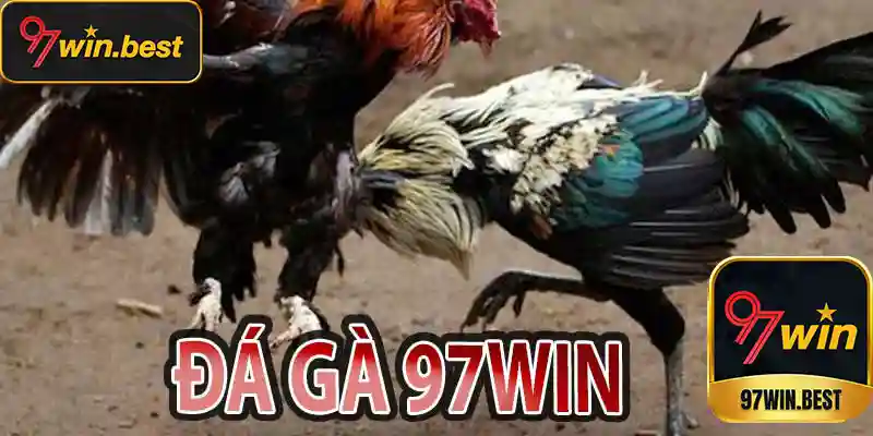 App đá gà 97win - Trải nghiệm cá cược trực tuyến hiện đại