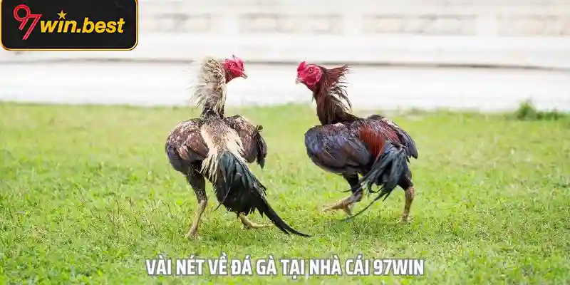 Bạn cần hiểu rõ cách hoạt động của app đá gà